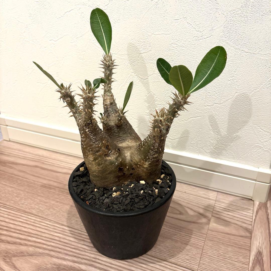 パキポディウム　マカイエンセ　現地球