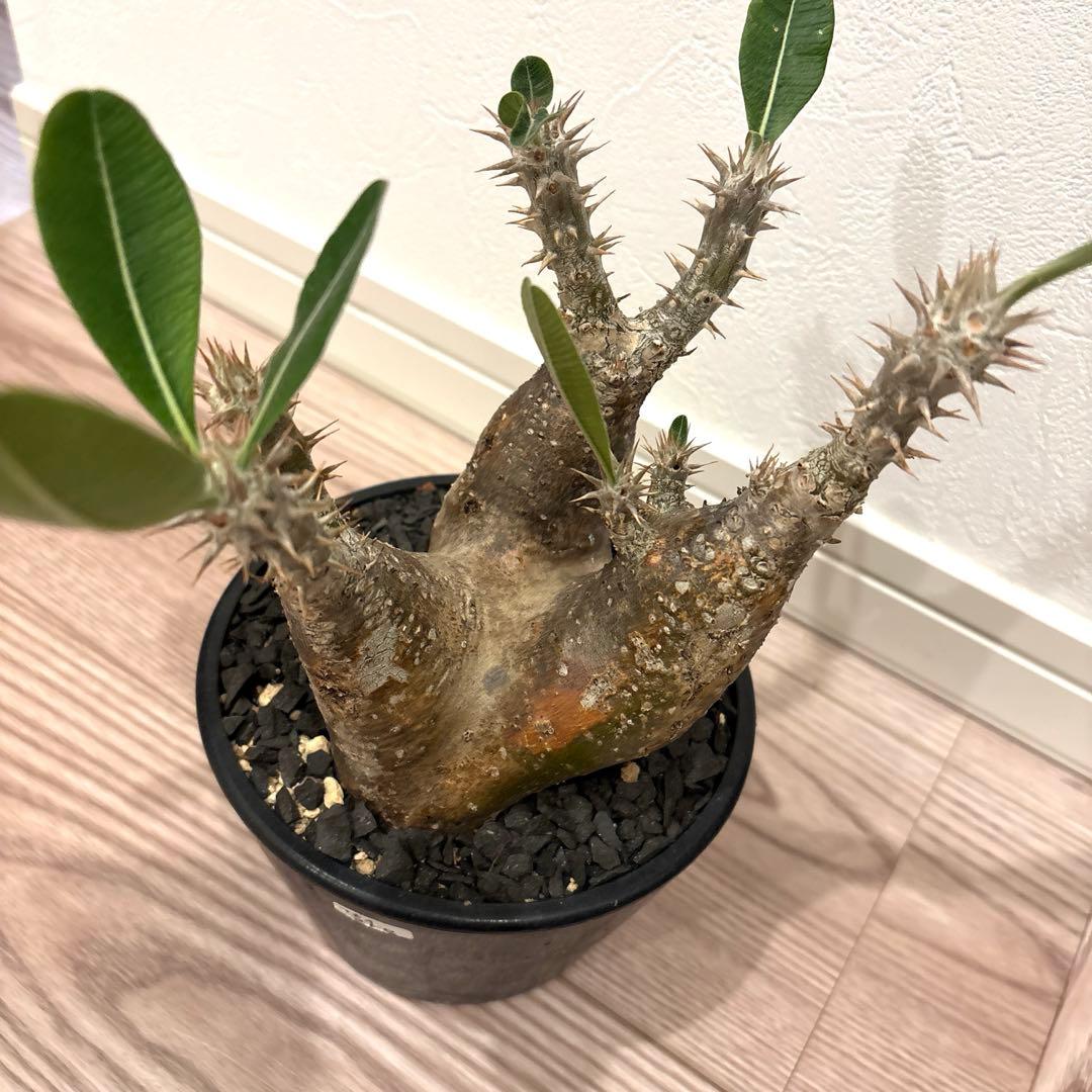 パキポディウム　マカイエンセ　現地球