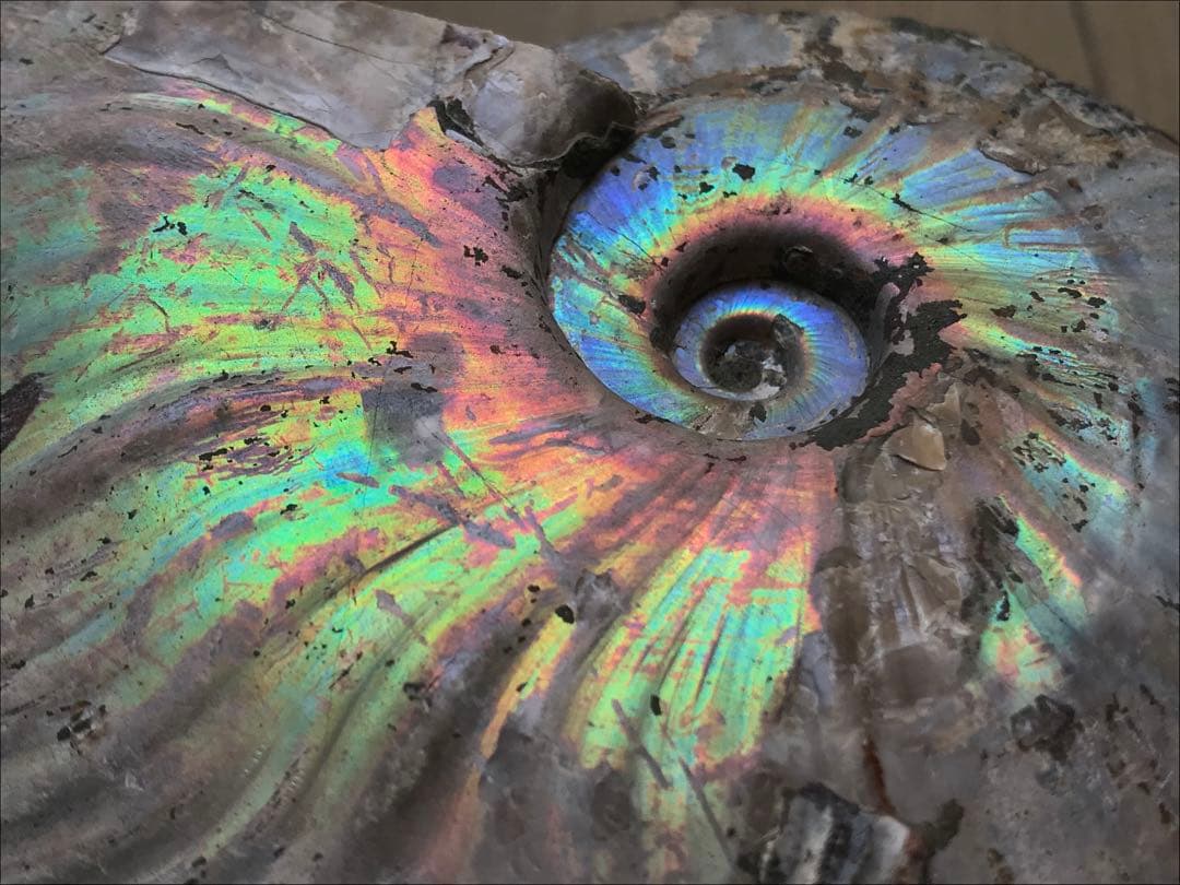 【限定価格】マダガスカル産　アンモナイト化石青（マダガスカリエンス）大サイズ