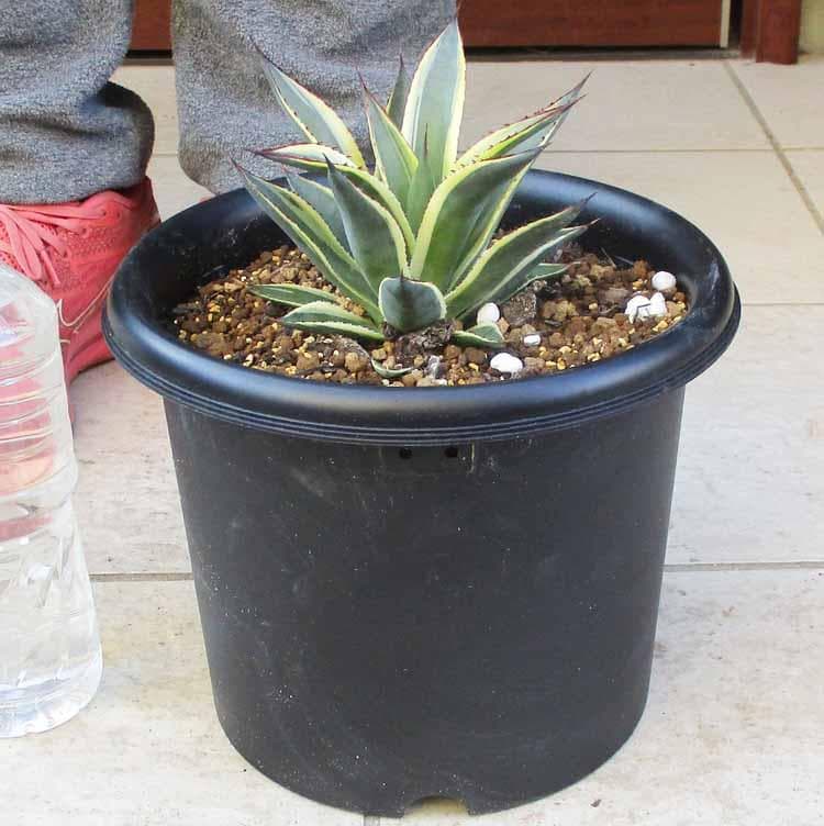 【現品】アガベ・サングロー　ブルーグローの斑入り種　耐寒性-10℃　７号　X9番