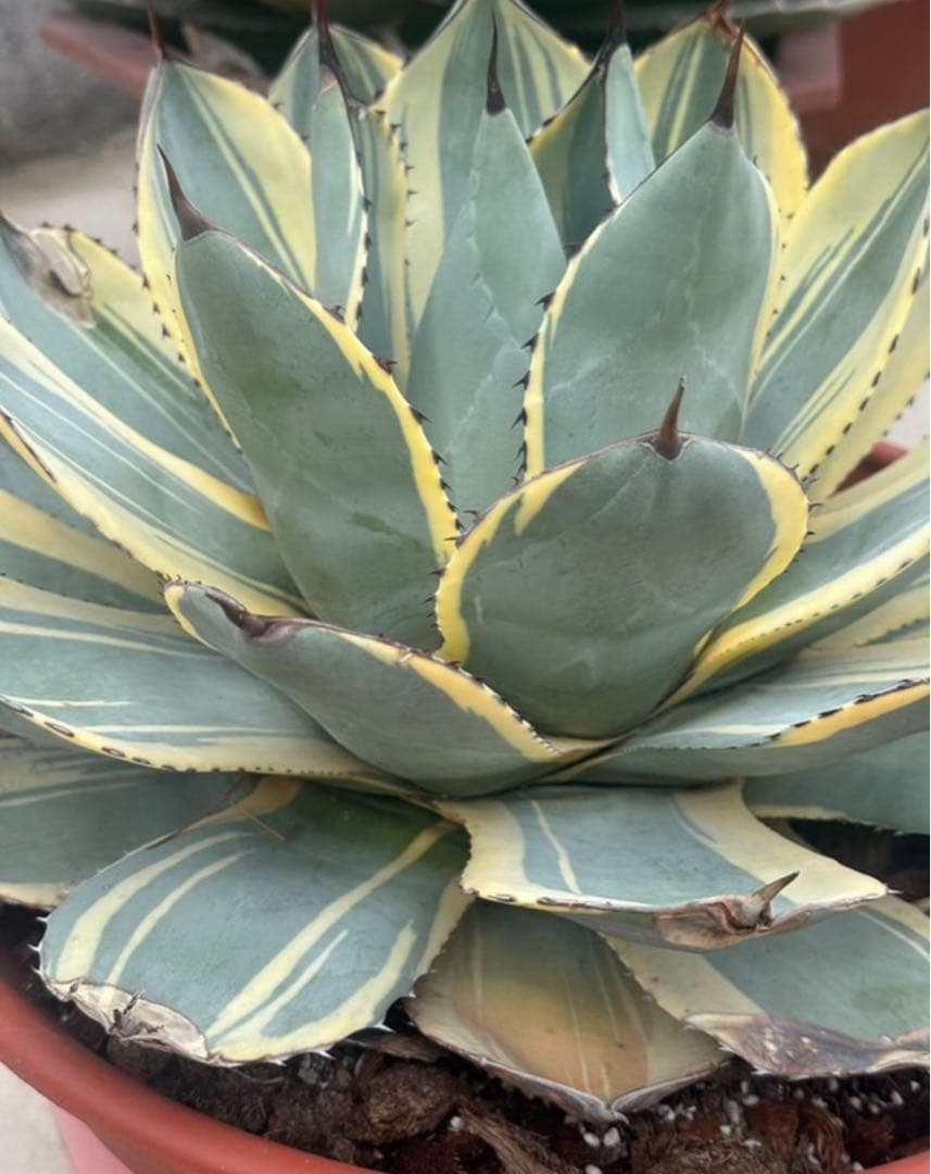 激レア最高級株！発根済み！オリザバ④極上株！アガベ　根付き