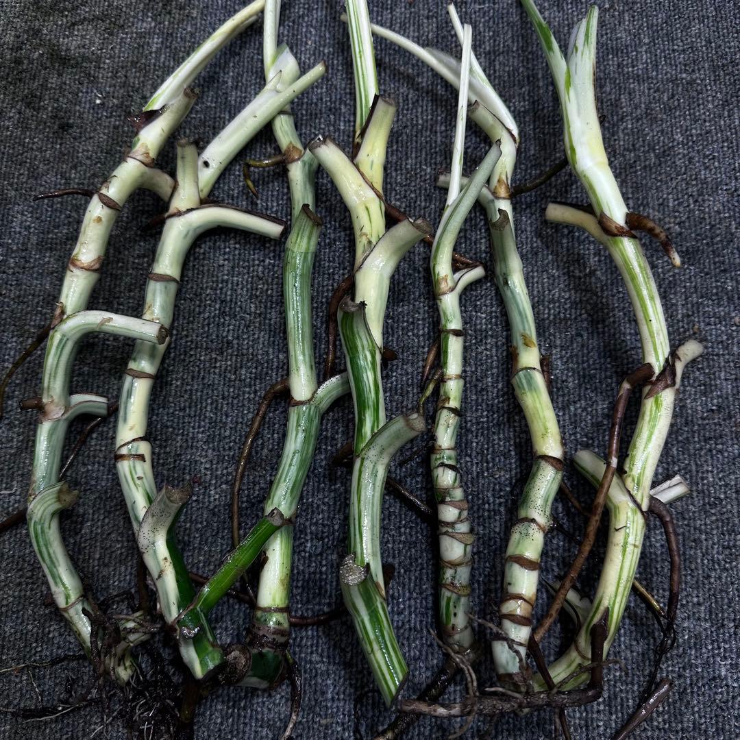 超*✿様 斑入りモンステラホワイトタイガー茎7株おまとめ