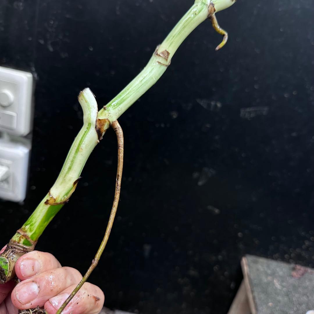 超*✿様 斑入りモンステラホワイトタイガー茎7株おまとめ