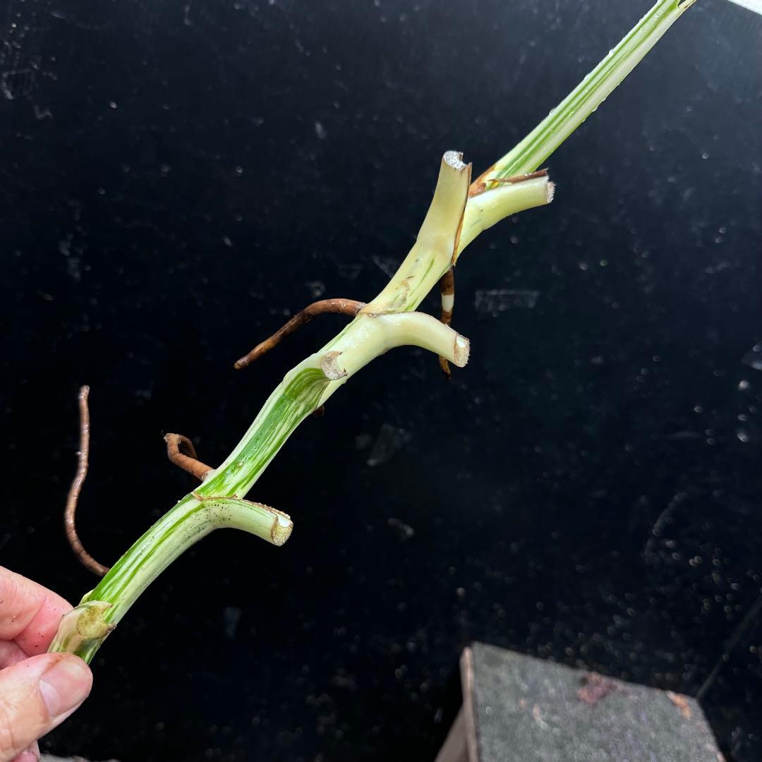 超*✿様 斑入りモンステラホワイトタイガー茎7株おまとめ