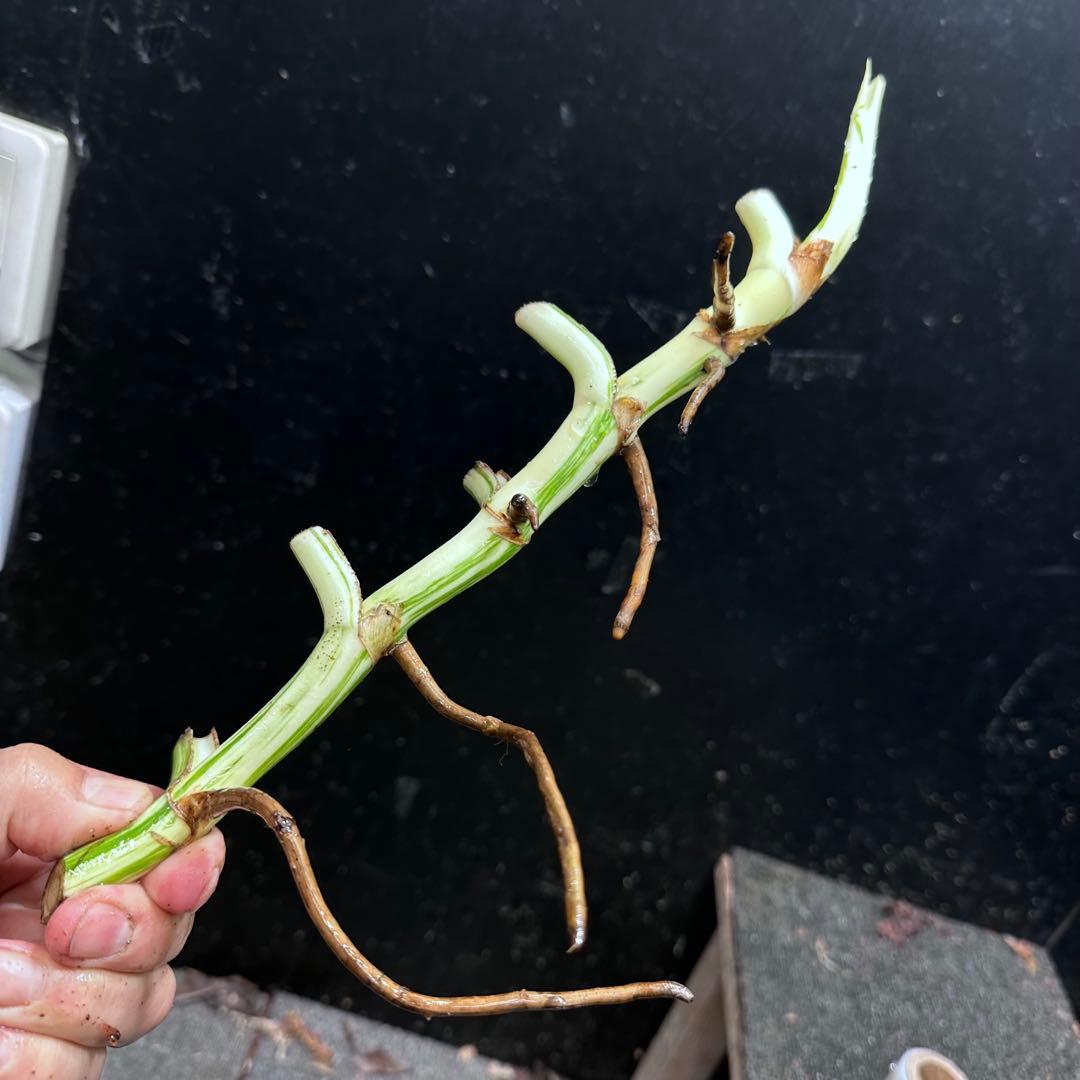 超*✿様 斑入りモンステラホワイトタイガー茎7株おまとめ