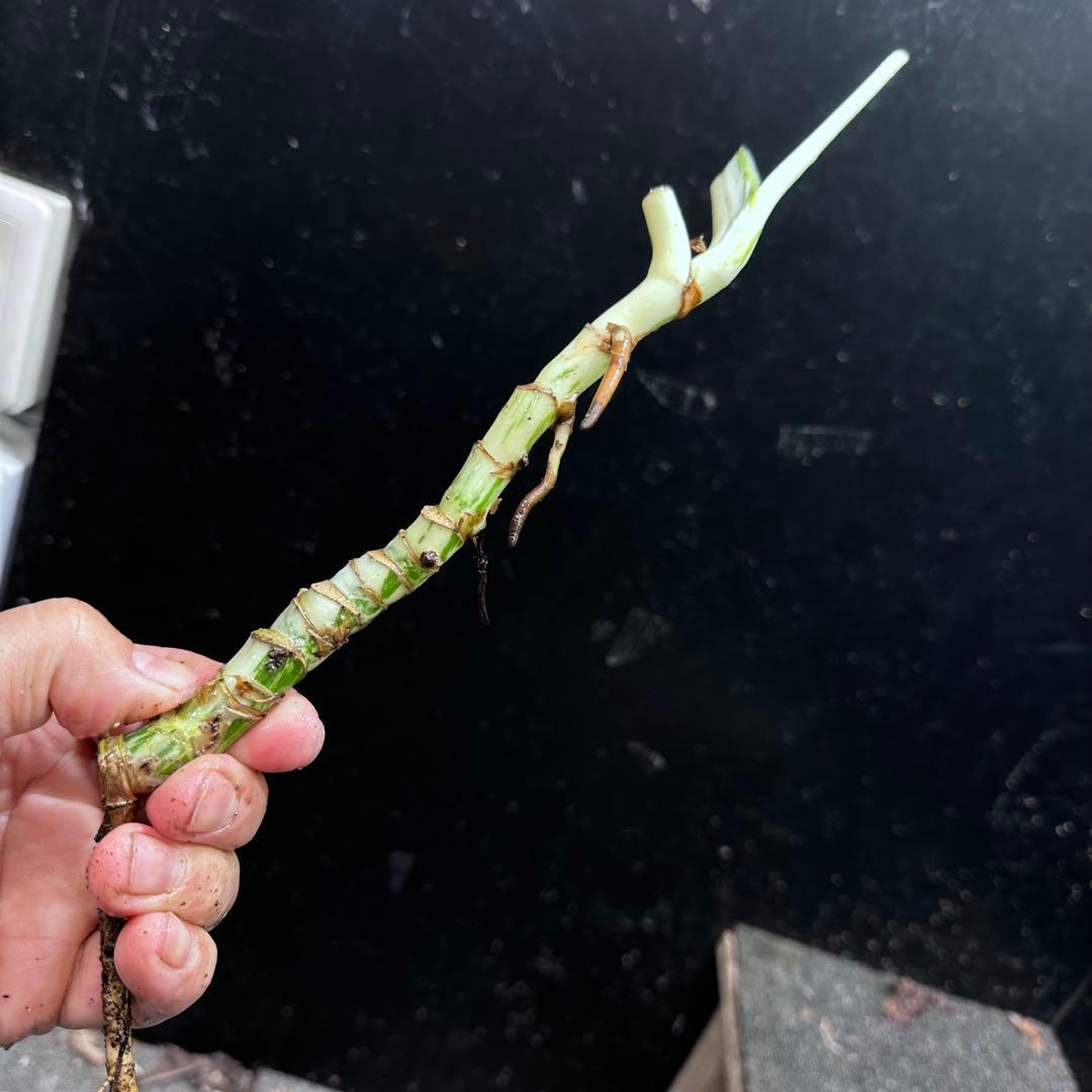 超*✿様 斑入りモンステラホワイトタイガー茎7株おまとめ