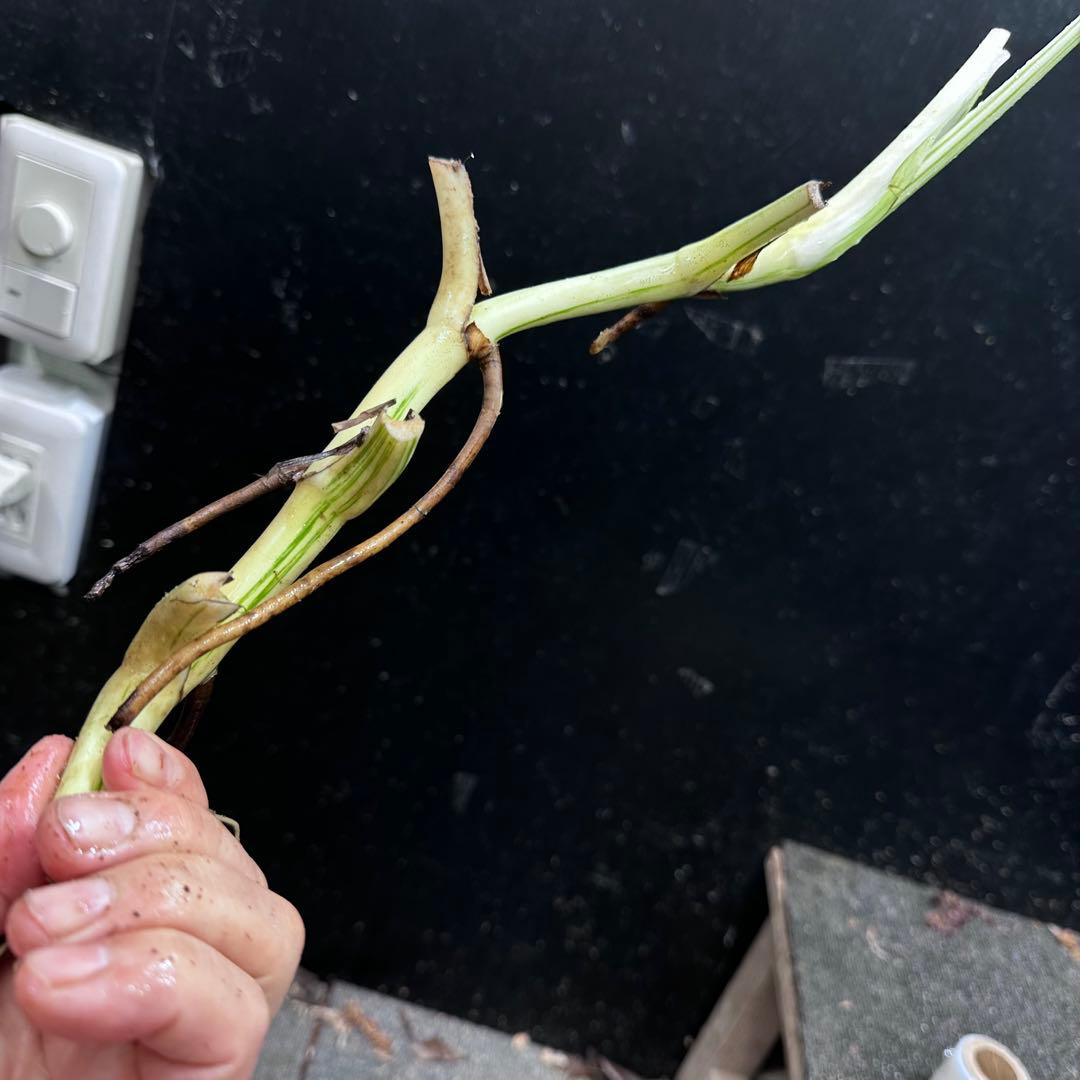 超*✿様 斑入りモンステラホワイトタイガー茎7株おまとめ