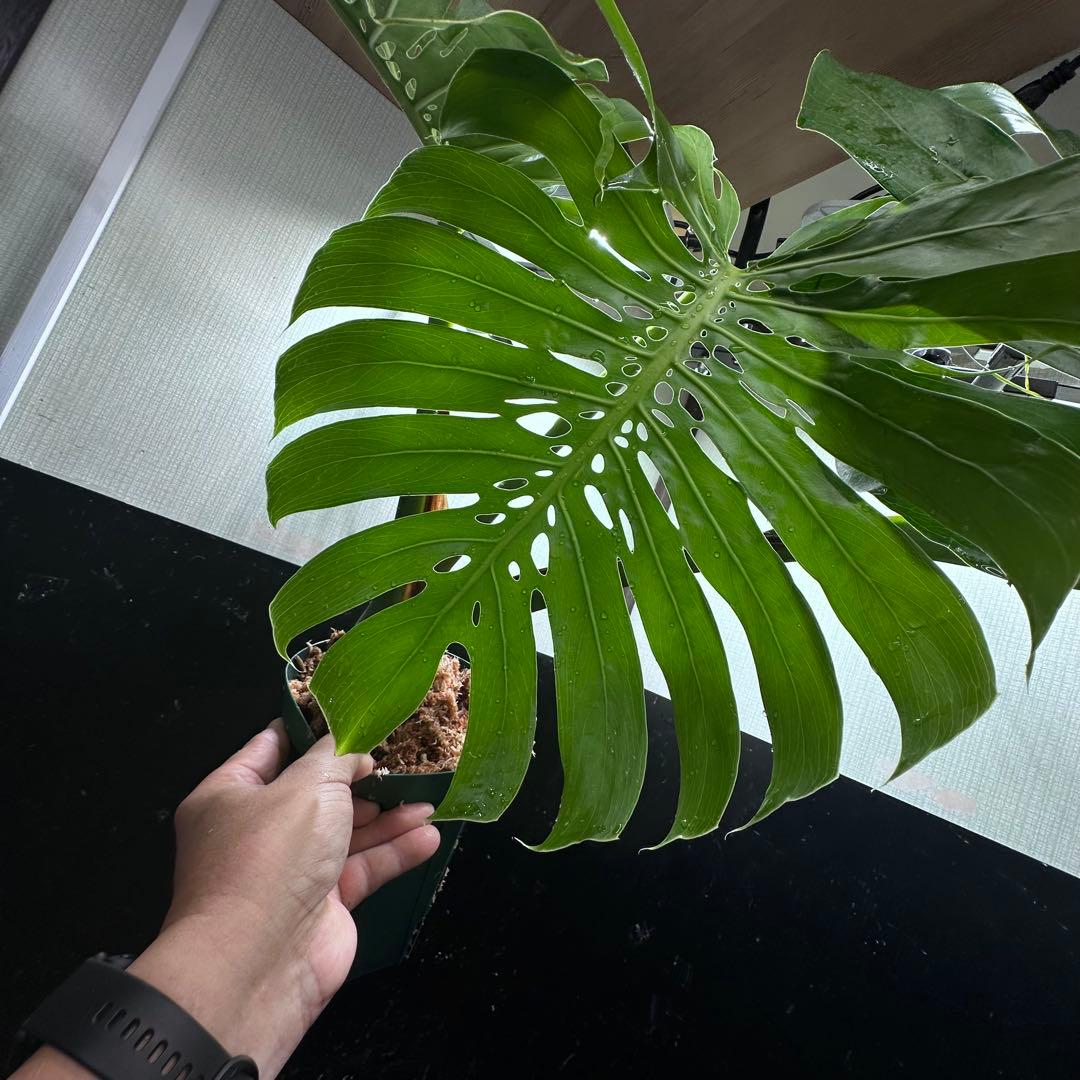 2*4様 モンステラデリシオーサマクロコズム超希少系統鉢植え71㎝