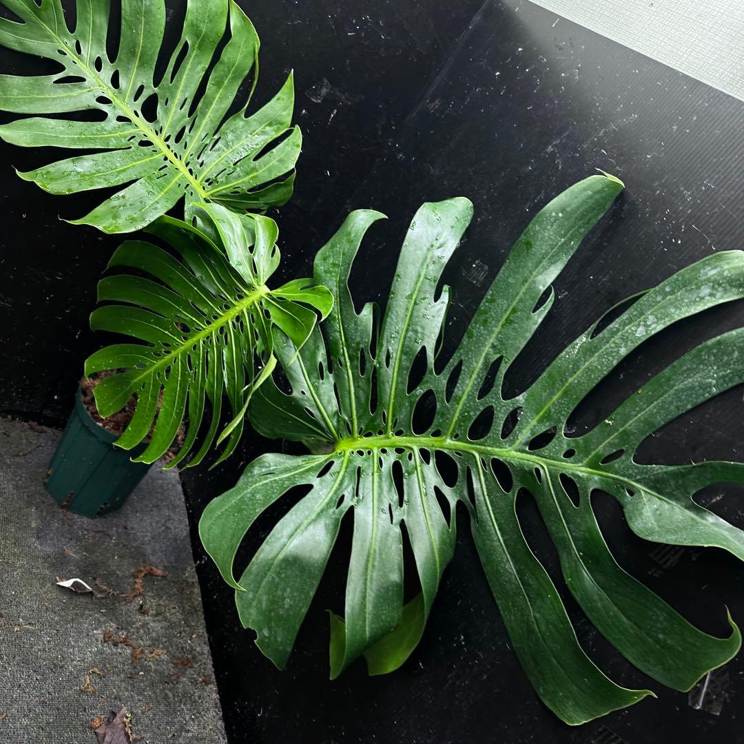 2*4様 モンステラデリシオーサマクロコズム超希少系統鉢植え71㎝