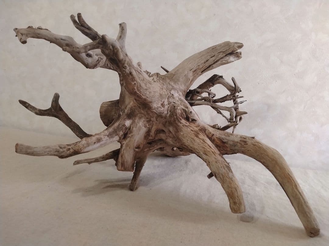 【希少】アクアリウム・パルダリウム向け 特大塊根ホーンウッド流木（約50cm）