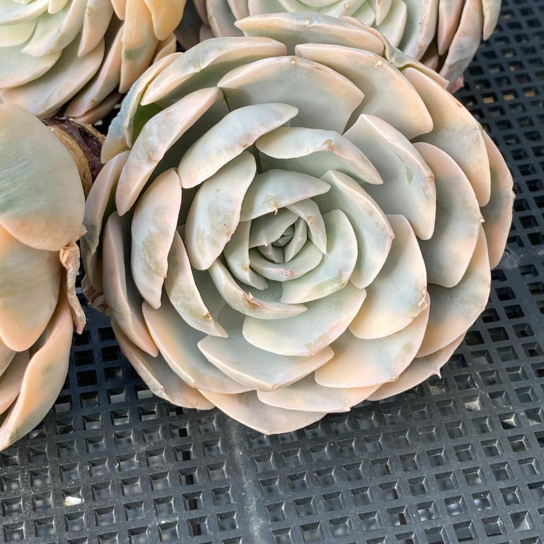 エケベリア　韓国苗　大苗　マケベニア錦　多肉植物　ポコ多肉