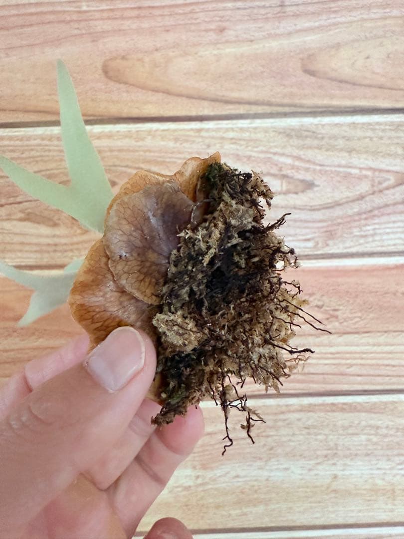 P. willinckii 'Polaris 'ポラリス子株ビカクシダ胞子セット