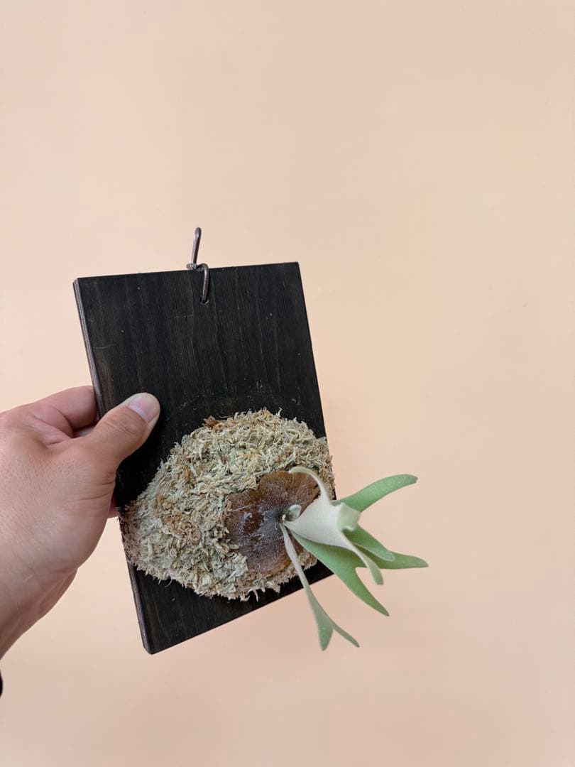 P. willinckii 'Polaris 'ポラリス子株ビカクシダ胞子セット