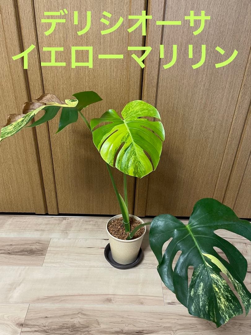 T2　レア!　発根済み　モンステラ　デリシオーサ　イエローマリリン