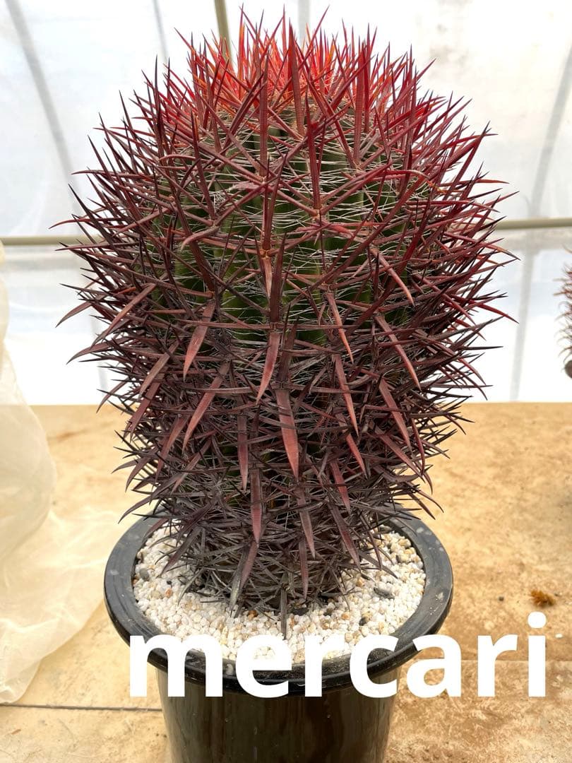 サボテン フェロカクタス 神仙玉(南方系)