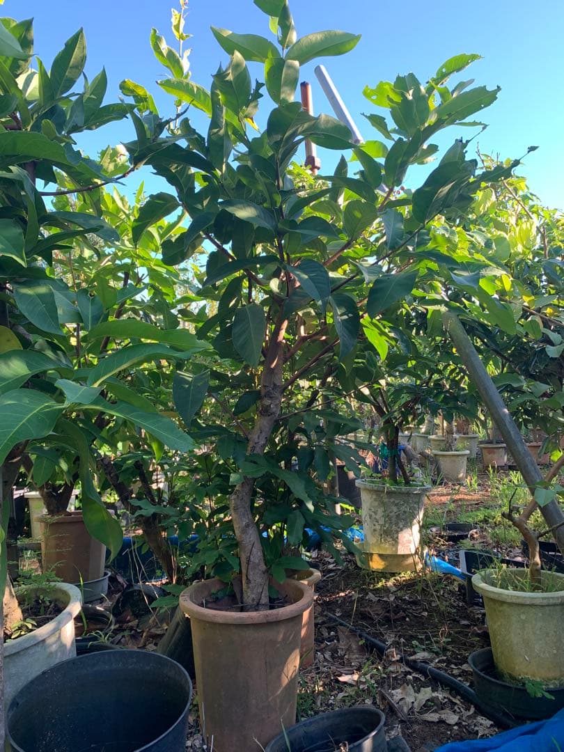 希少！超特大！レンブ取木苗木 台湾黑金剛 蓮霧