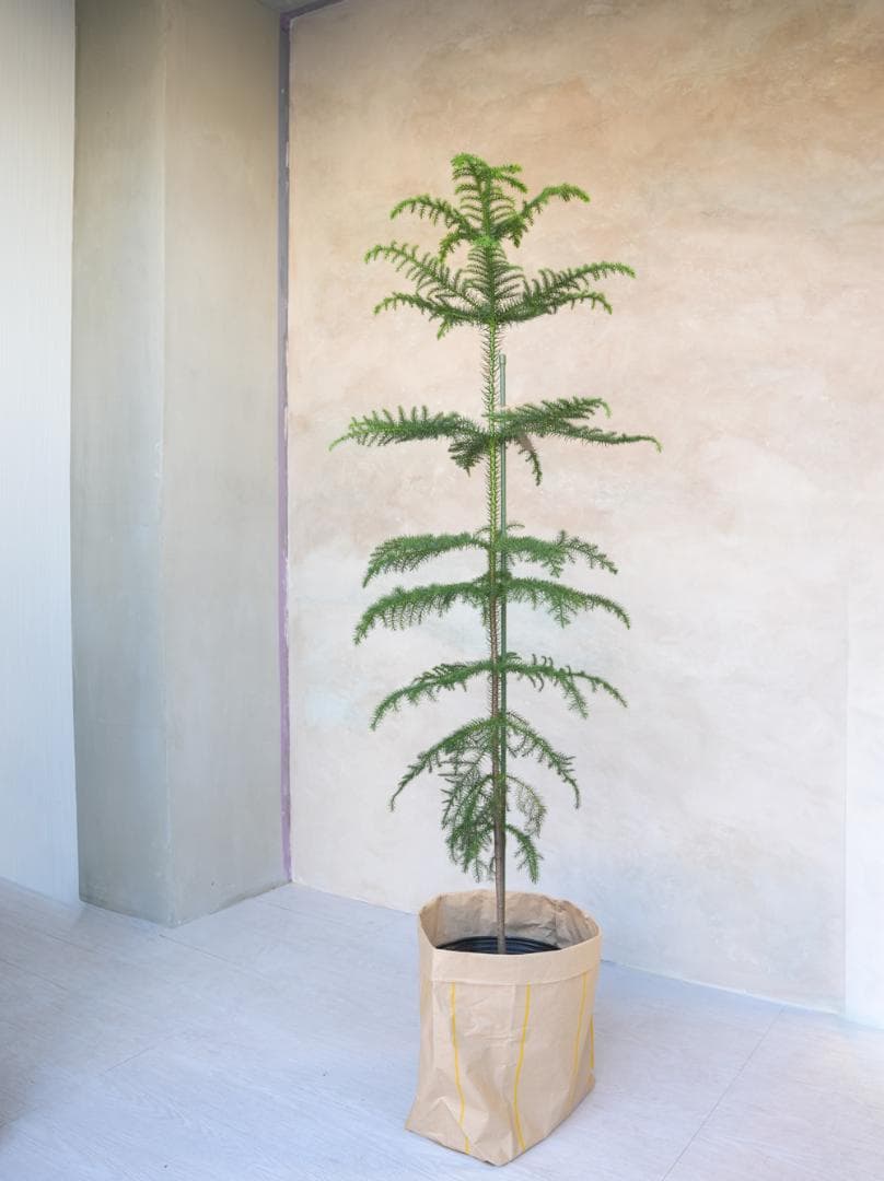 [期間限定SALE]アローカリア 8号｜一点限り｜観葉植物販売 mamidori