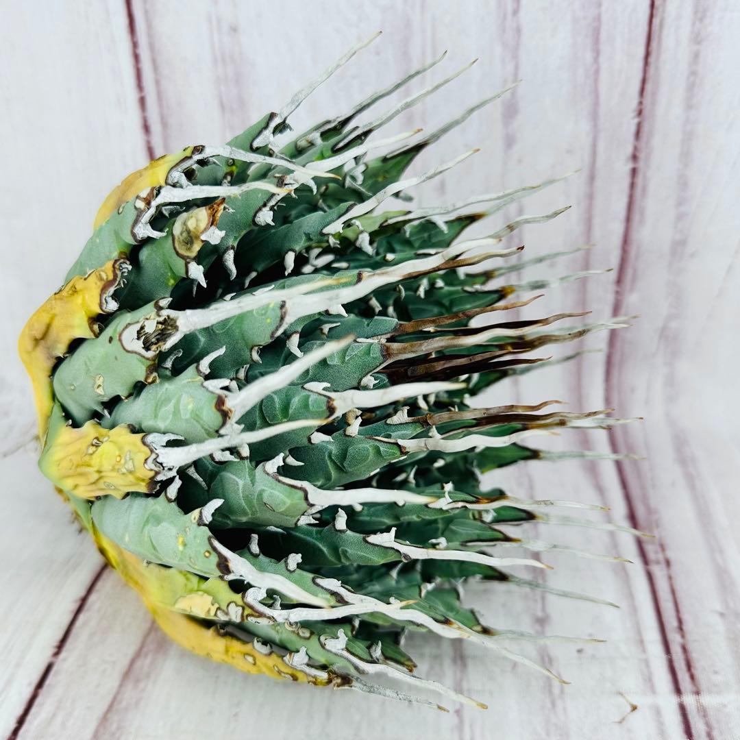 723 アガベ ユタエンシス エボリスピナ 短葉　陽炎