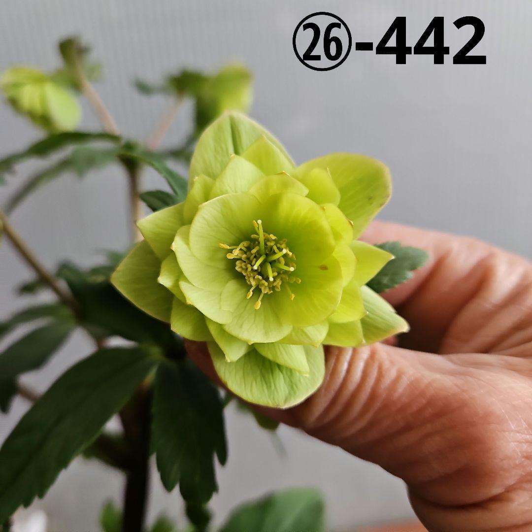 謙信様お取り置き苗㉖-442クリスマスローズ