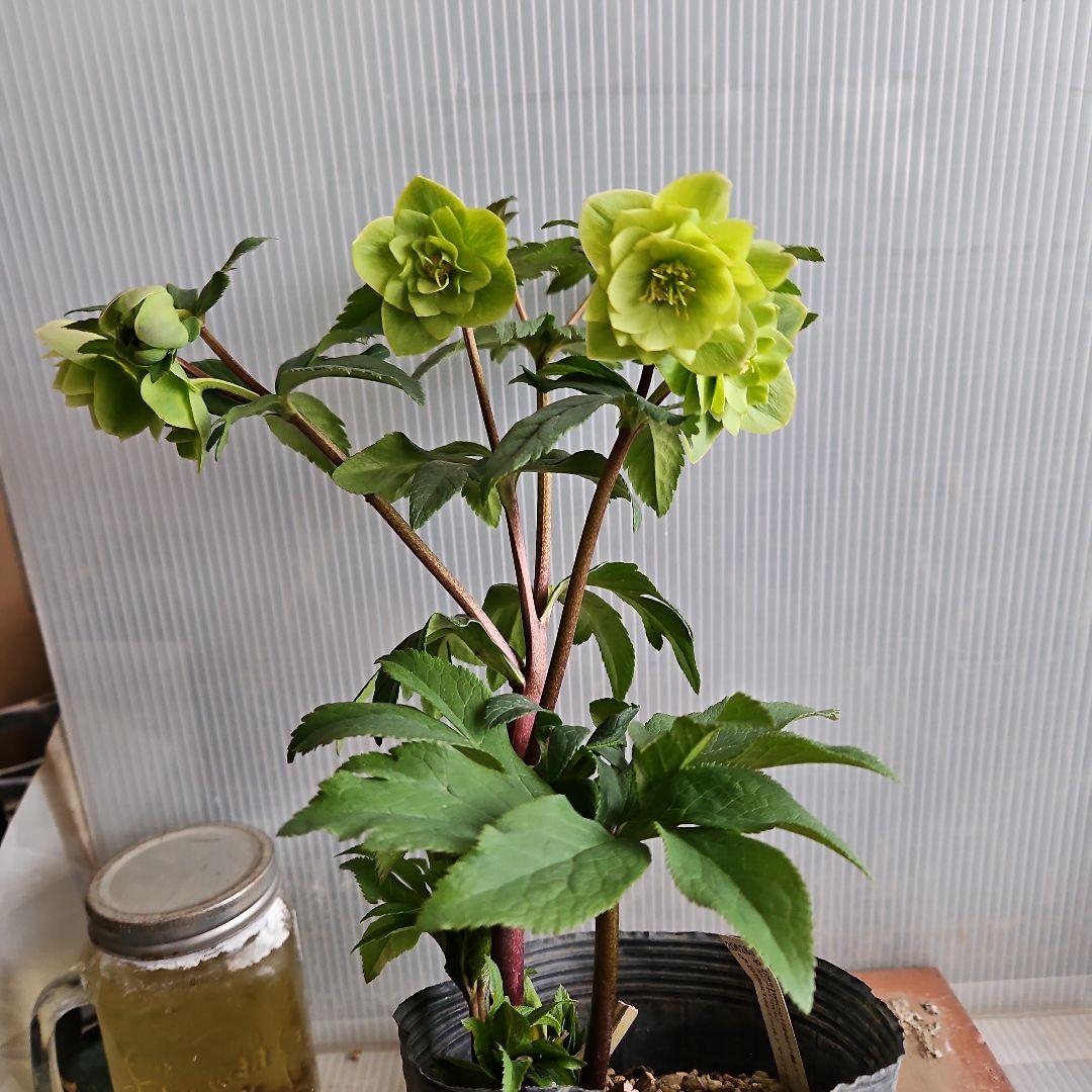 謙信様お取り置き苗㉖-442クリスマスローズ