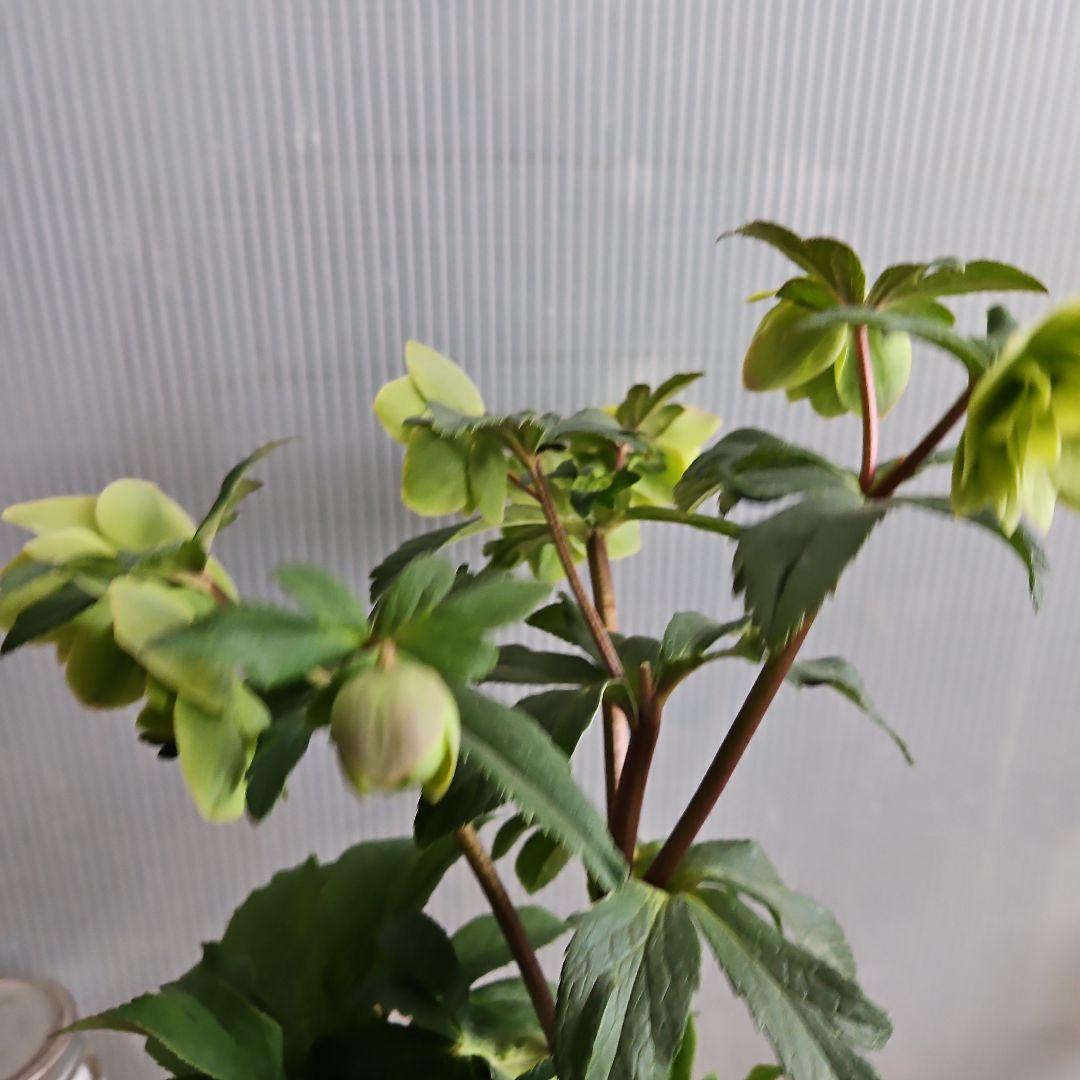 謙信様お取り置き苗㉖-442クリスマスローズ