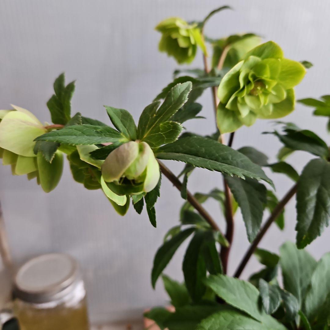 謙信様お取り置き苗㉖-442クリスマスローズ