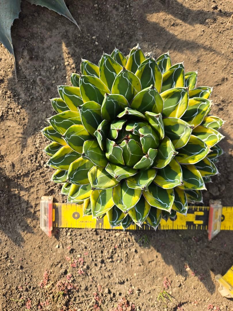 笹の雪　バリエガータ