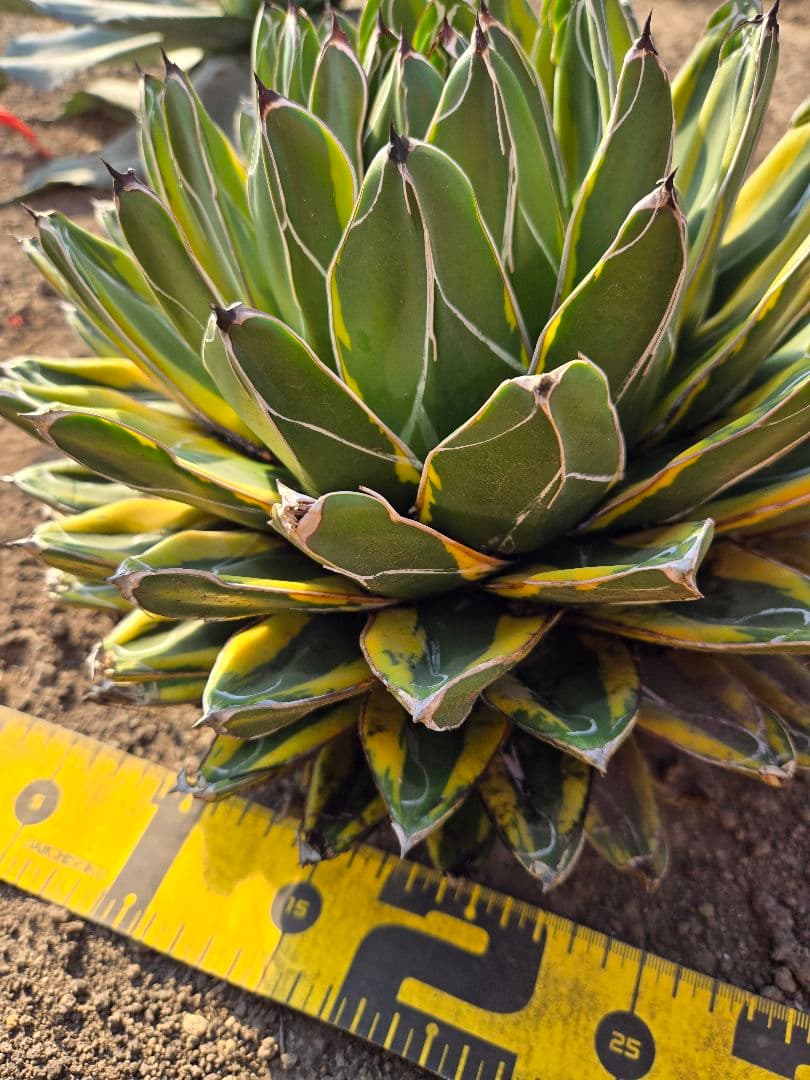 笹の雪　バリエガータ