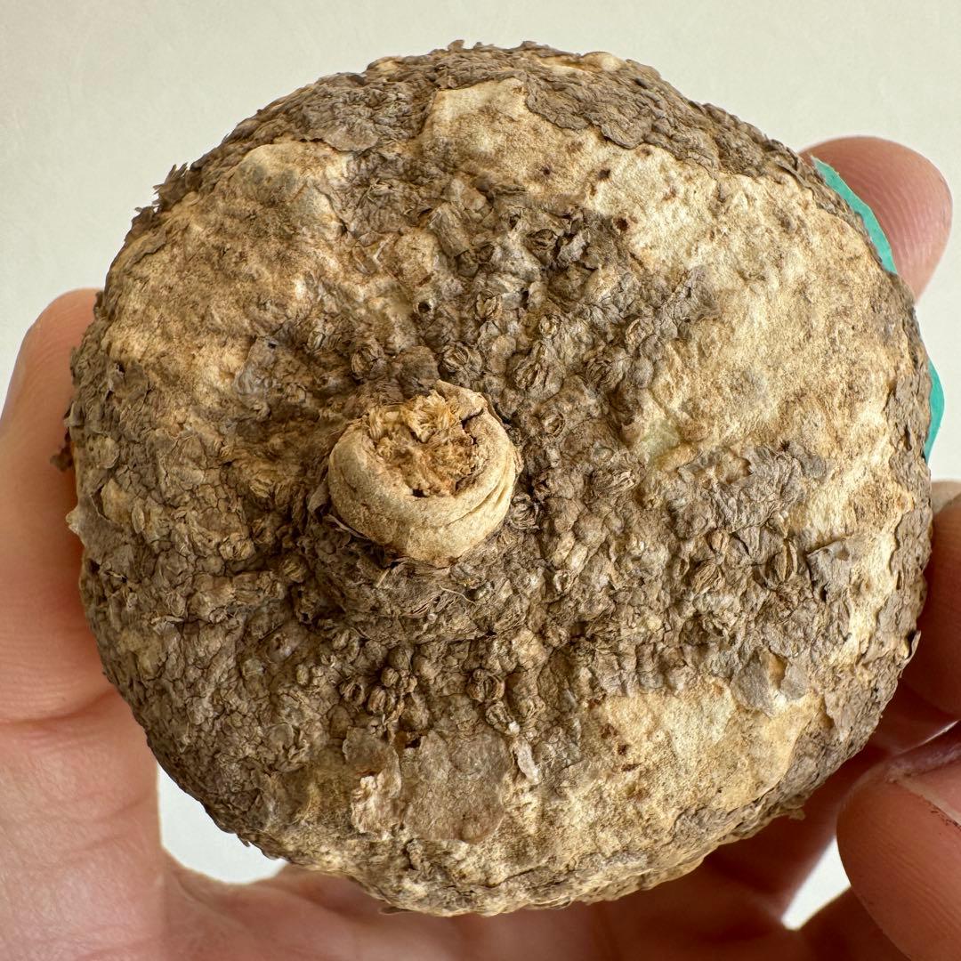 13.アデニア・オバタ 輸入直後ベアルート株　Adenia Ovata