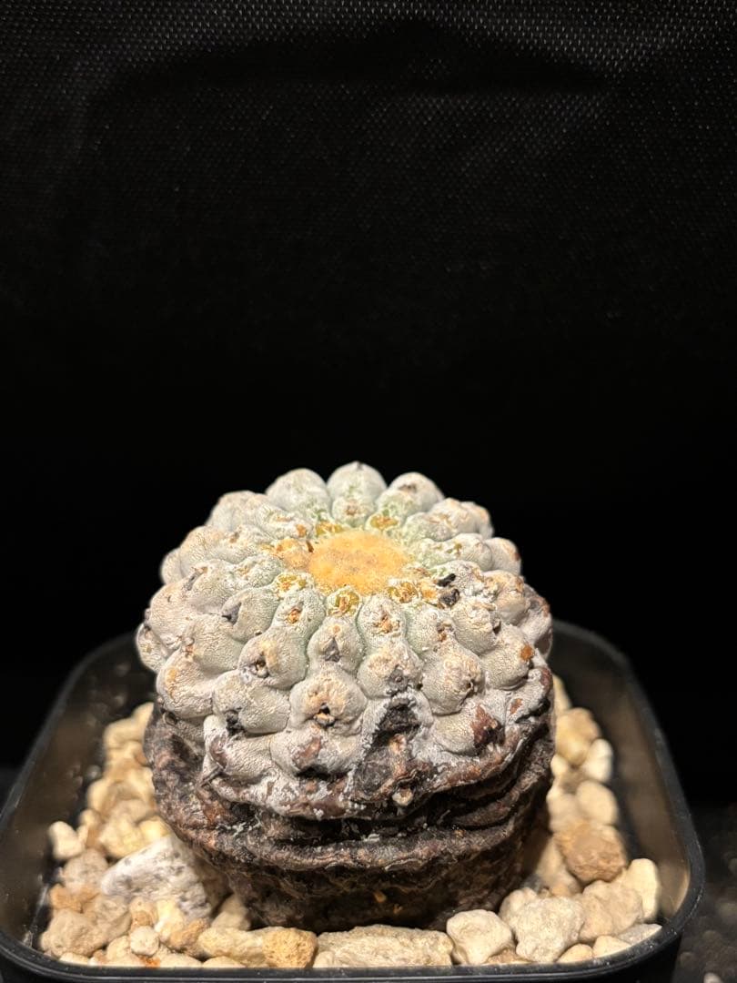 発根済み 孤竜丸 コピアポア シネレア コルムナアルバ copiapoa
