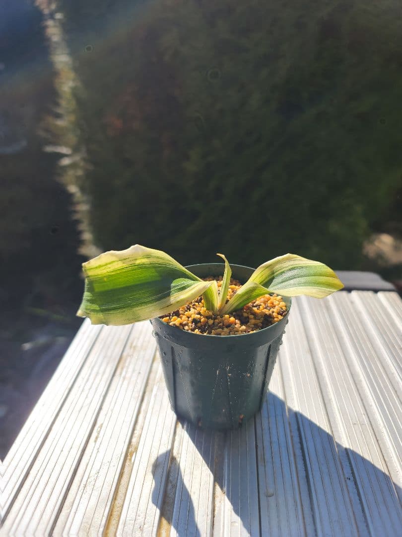 砂子獅子　万年青