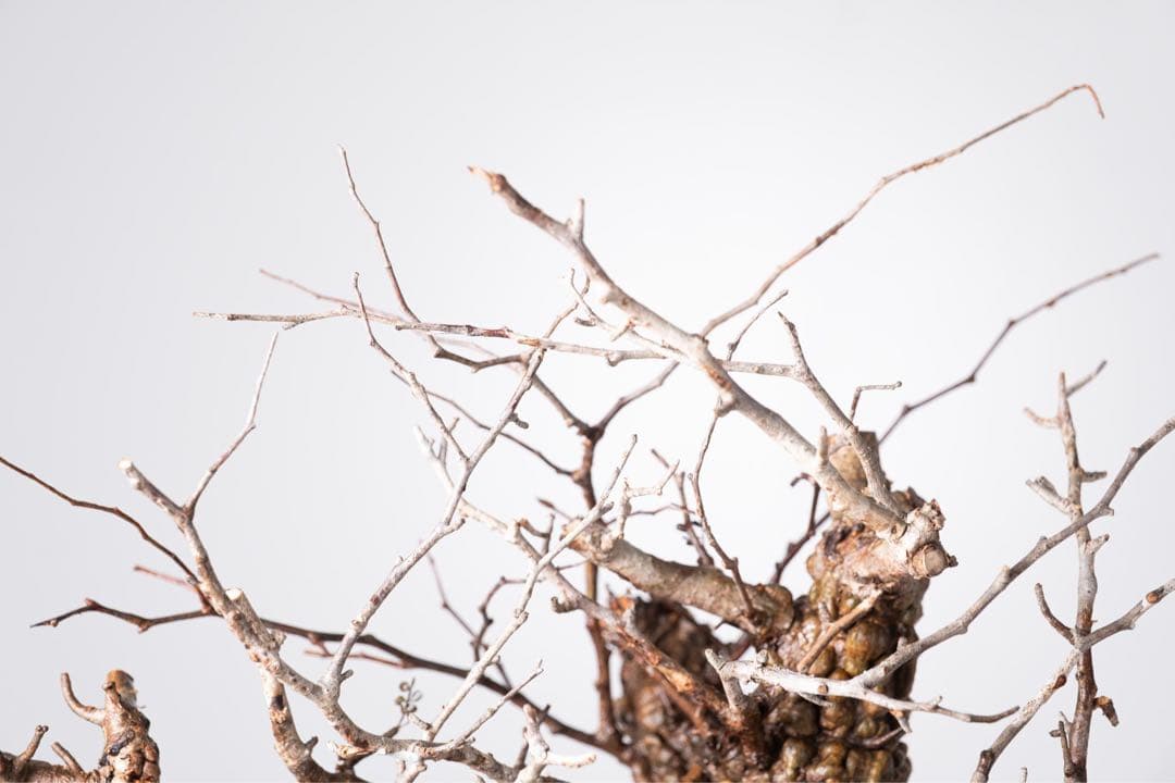 KP102 オペルクリカリア パキプス コーデックス ベアルート株　枝カット済み