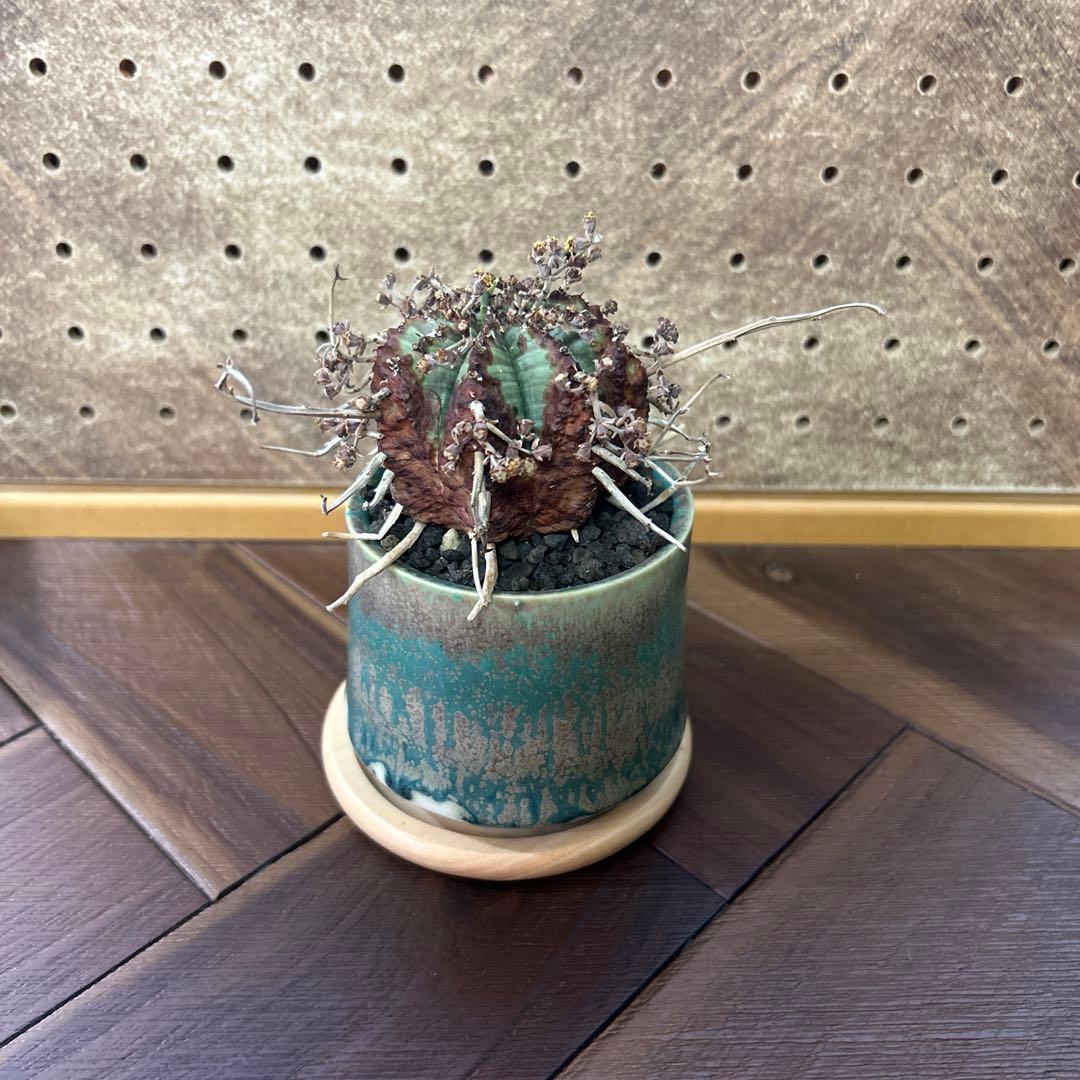 ユーフォルビア バリダ × 宮下将太鉢