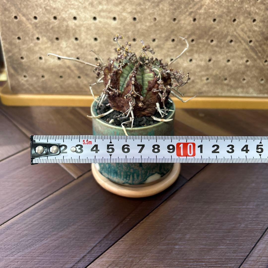 ユーフォルビア バリダ × 宮下将太鉢