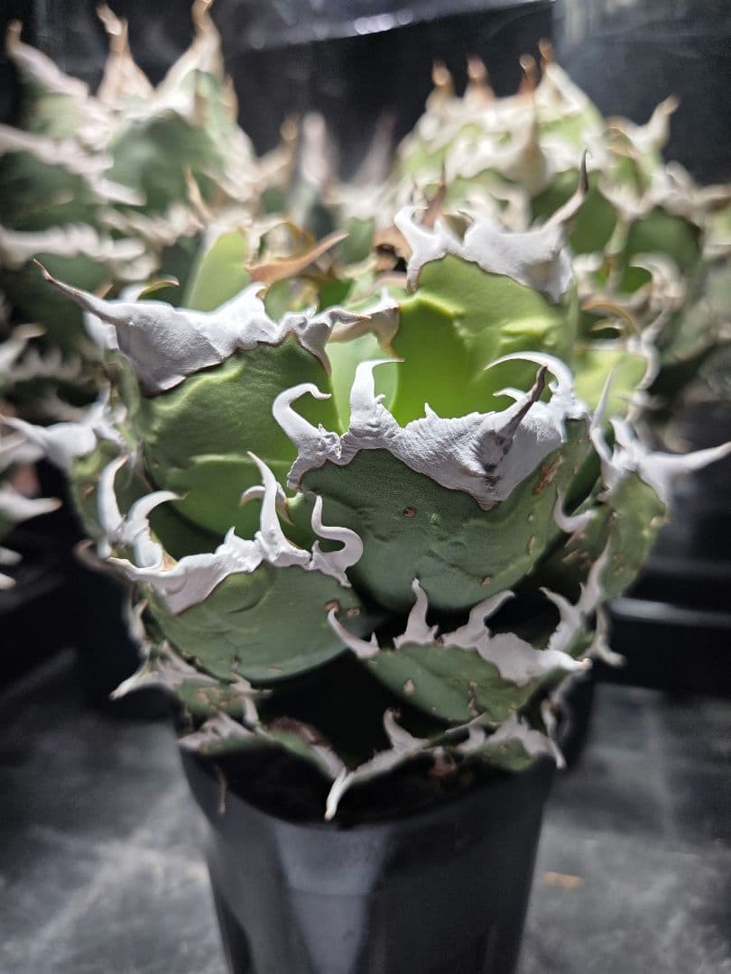 アガベ＊オアハカ