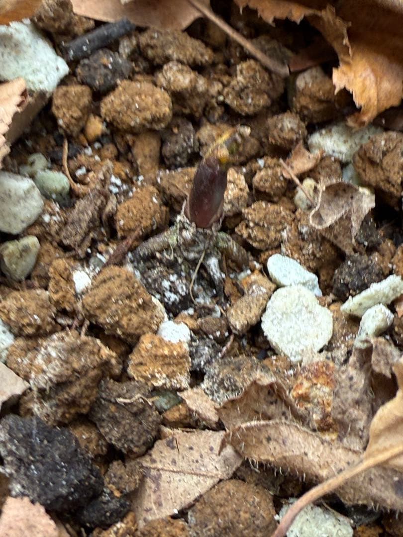 ★チベタヌス★透き通るようなピンク地にくっきりベイン4年苗★クリスマスローズ苗