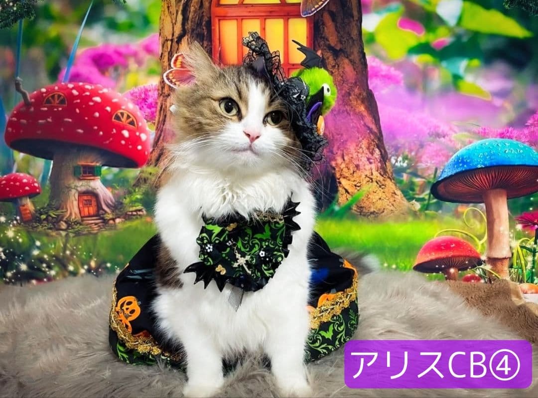 春　背景布　春CA②　ペット撮影用　トリミングチョーカー販売中　チューリップ