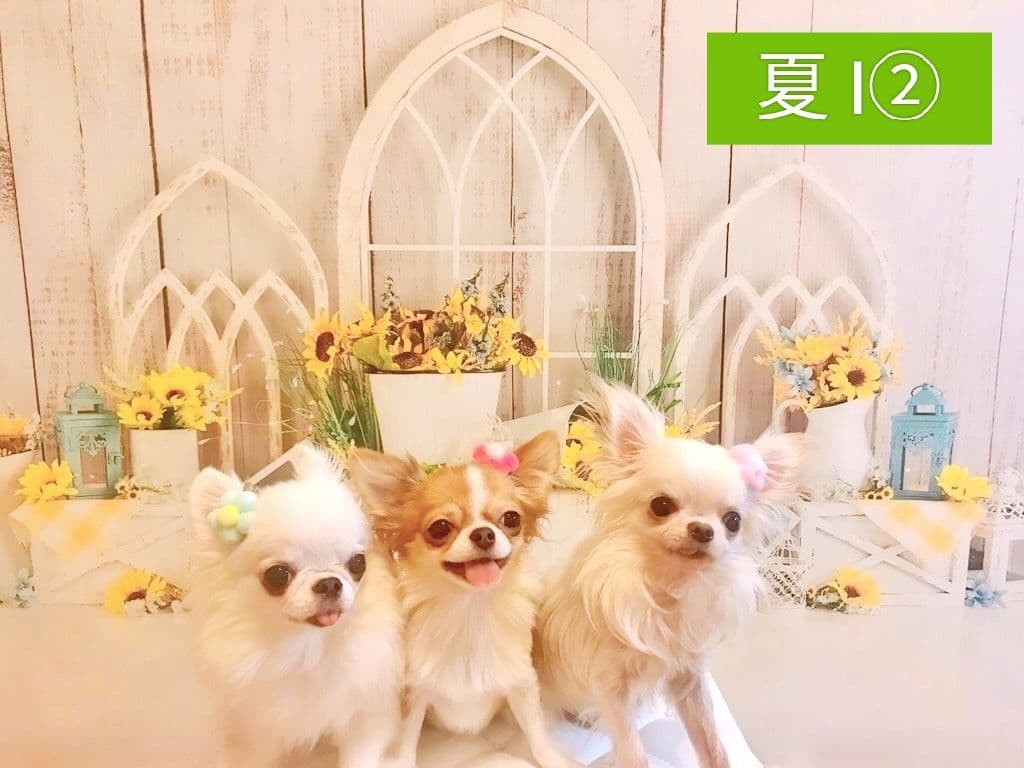 春　背景布　春CA②　ペット撮影用　トリミングチョーカー販売中　チューリップ