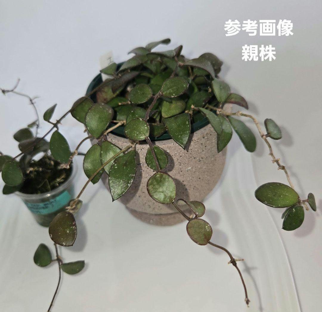 Hoya coin mini (karimantan) 　約５センチカップ