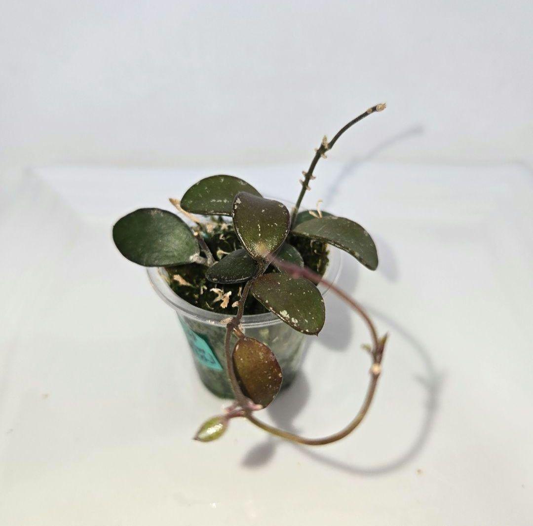 Hoya coin mini (karimantan) 　約５センチカップ