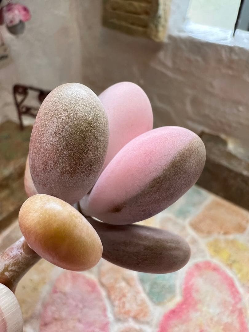 アメチスチヌム錦【特定記録付】