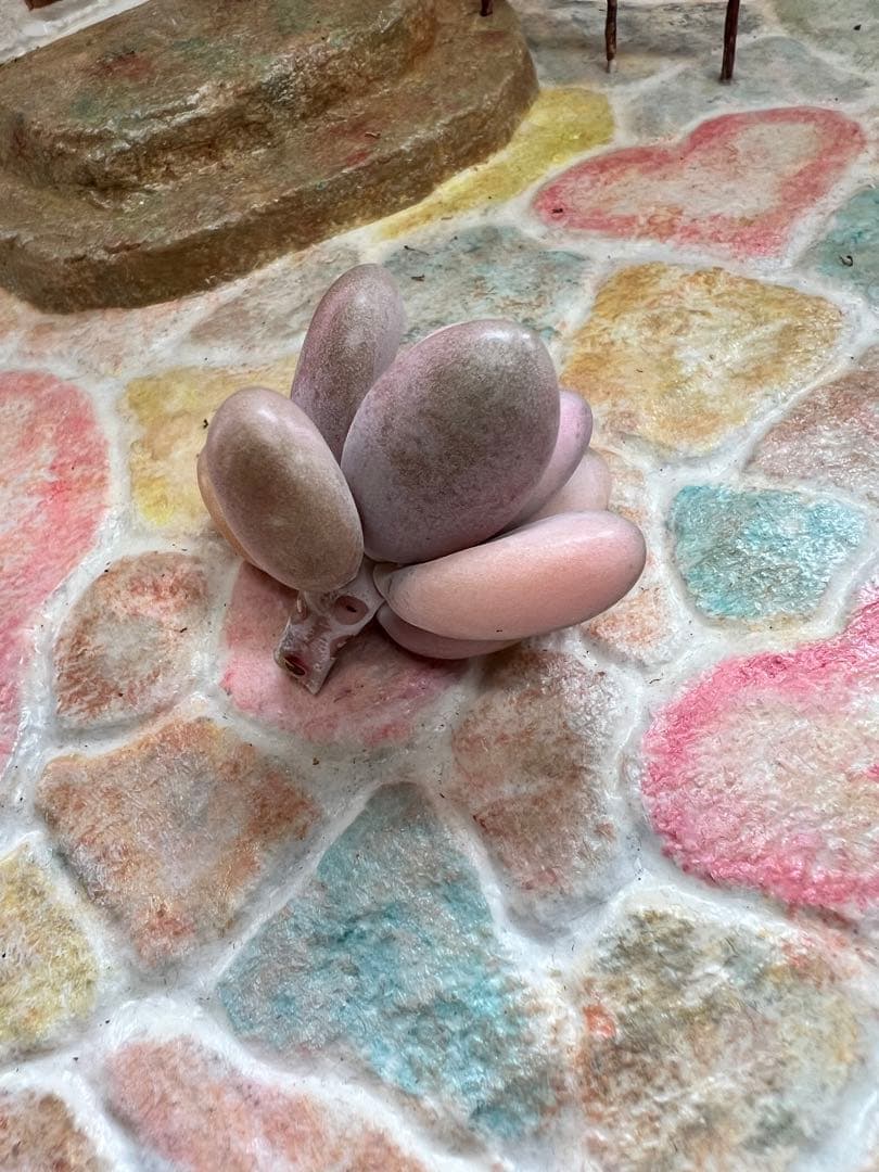 アメチスチヌム錦【特定記録付】