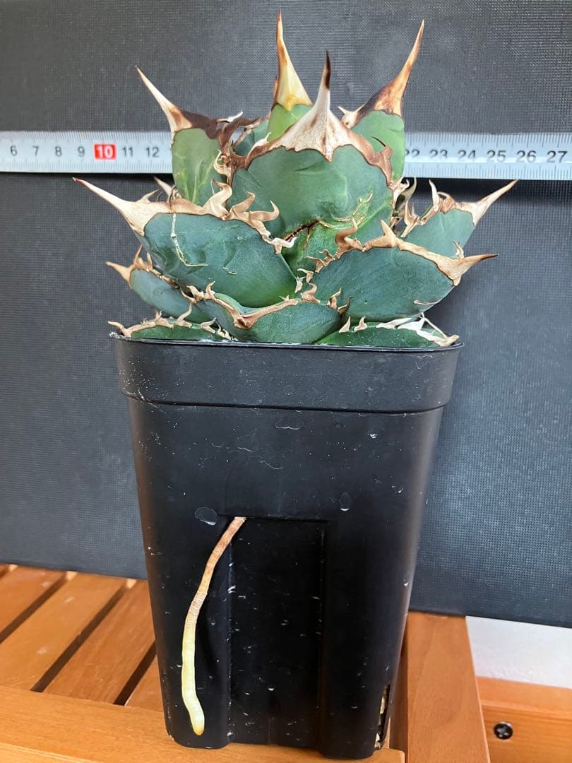 アガべチタノタ バトルウルフ【上澳園芸】タグ付き