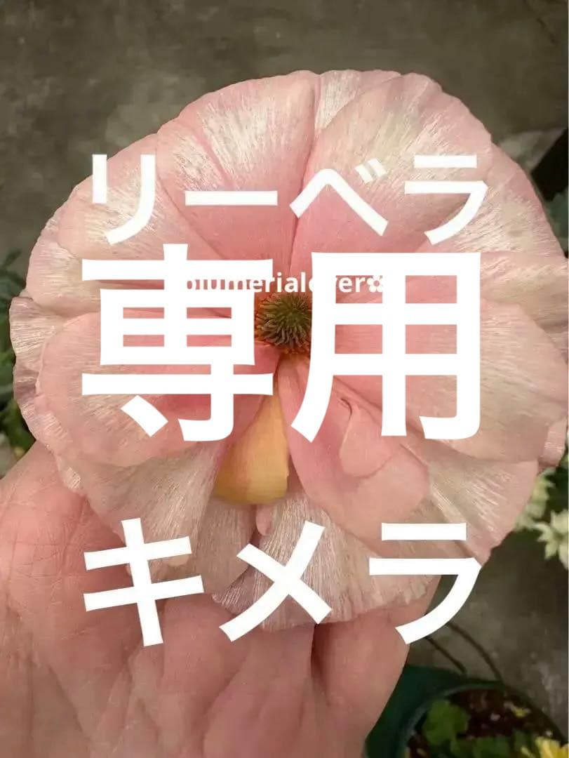 専用品 ラナンキュラスラックス　リーベラ　キメラ　希少苗　3芽