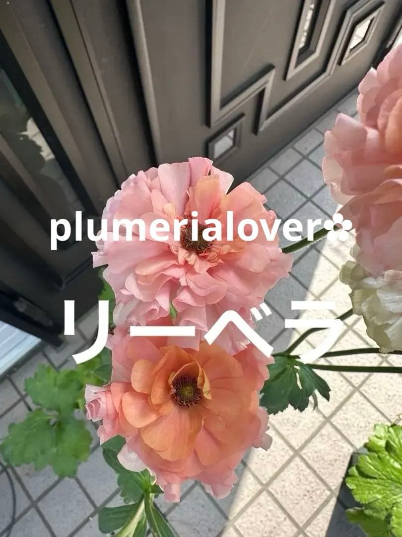 専用品 ラナンキュラスラックス　リーベラ　キメラ　希少苗　3芽