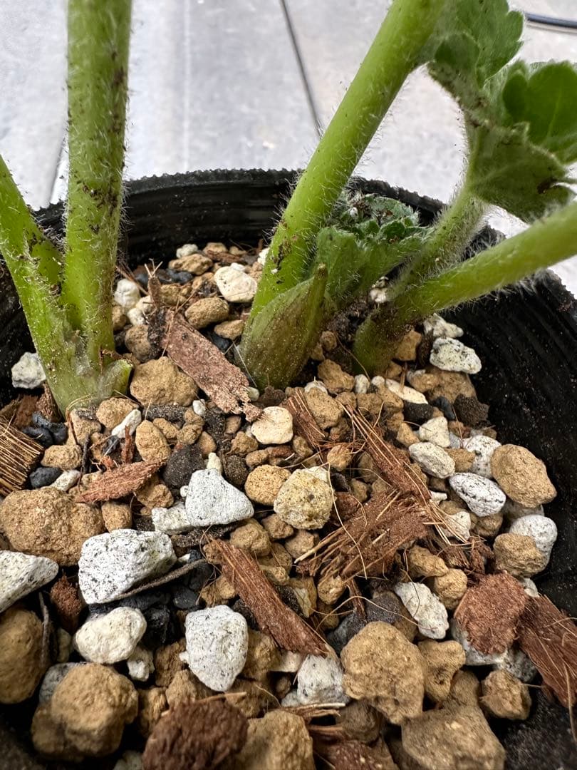 専用品 ラナンキュラスラックス　リーベラ　キメラ　希少苗　3芽