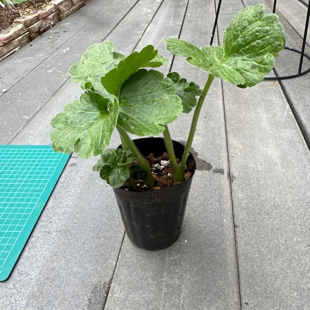 専用品 ラナンキュラスラックス　リーベラ　キメラ　希少苗　3芽