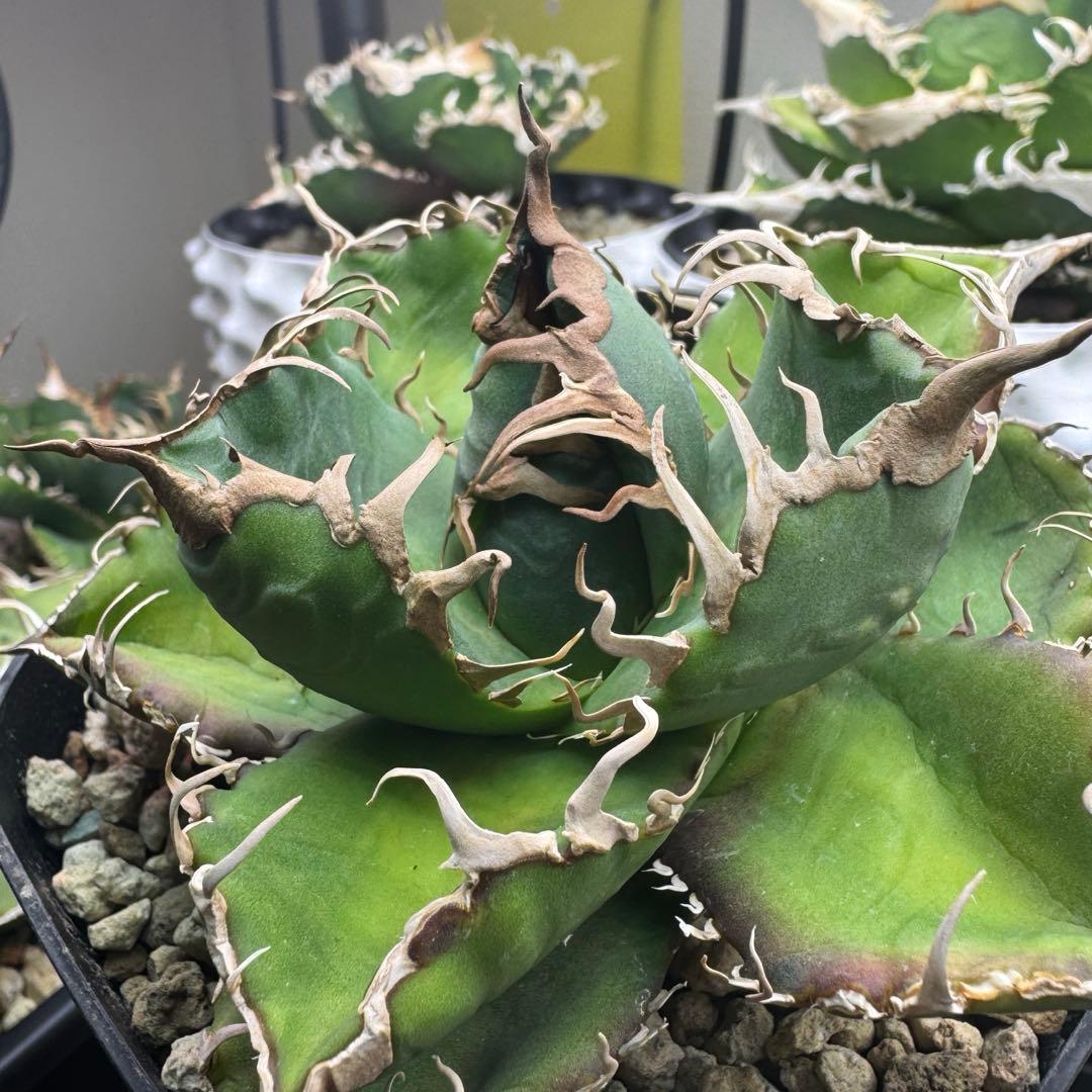 アガベ　悪魔くん OC 中株　子株付き　検）シチリア　スーパーチタノタ