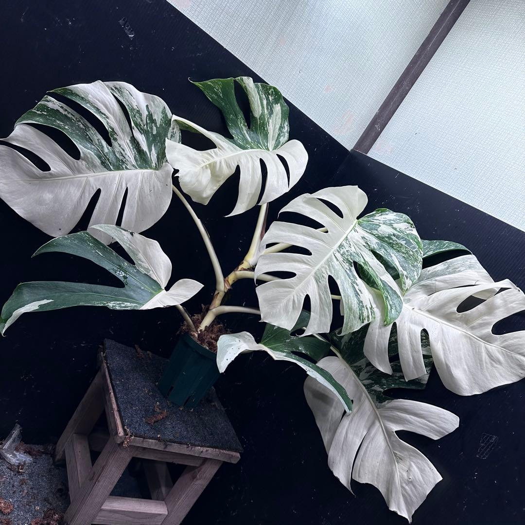 ひ*ろ様 斑入りモンステラ ホワイトタイガー極美大株幅81cm白斑多レア
