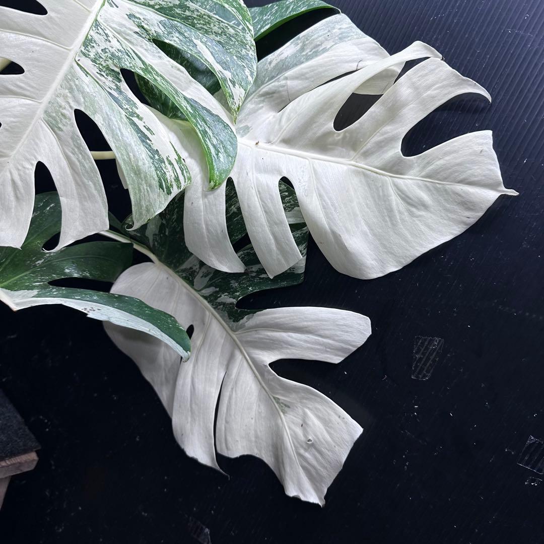 ひ*ろ様 斑入りモンステラ ホワイトタイガー極美大株幅81cm白斑多レア